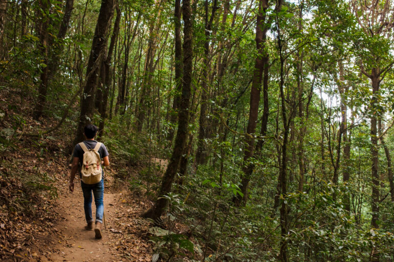 Imagem de uma pessoa caminhando na floresta para simbolizar as trilhas em Gramado
